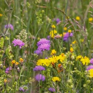 Meet your Posher, Lb